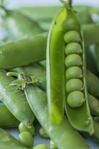 Peas-0275