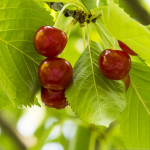 cherries-2728