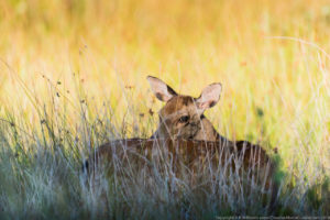 Curious Deer - Russell Brown