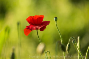 Poppy - Russell Brown