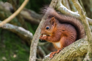 Red Squirrel